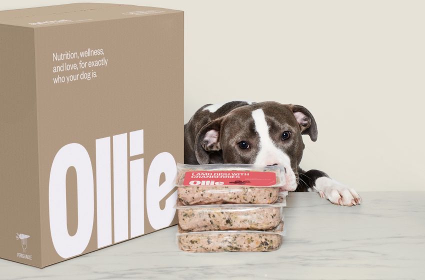 Ollie Delivers the Freshest and Healthiest Food for Your Furry Friend