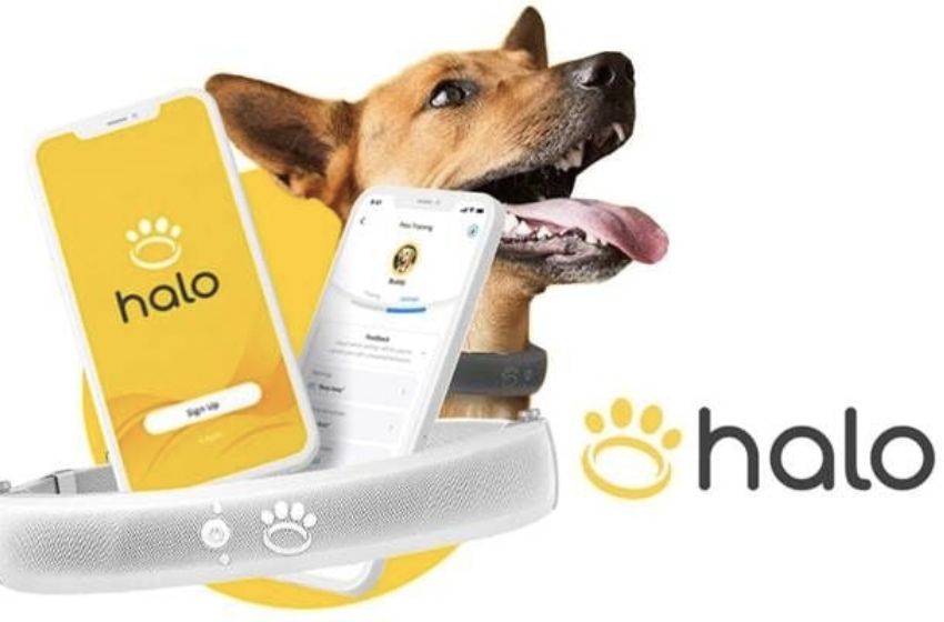 Keeping Your Furry Friend Safe with the Innovative Halo Collar